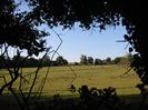 Field with horses seen through gap in trees.