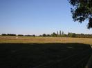 Large field with horses and a number of small concrete fenceposts.
Trees on the horizon.