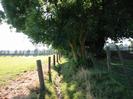Footpath with wire fence and grassy field on left.
Large trees on right.