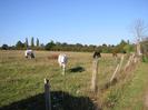 Field with horses.
Barbed-wire fence alongside footpath.
Row of bushes along far edge of field.
Three tall Poplar trees on the horizon.
Dead tree on far right.