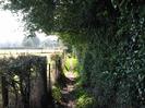 Footpath with hedge and field on left.
Overhanging trees on right.