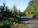 Road with trees on both sides.