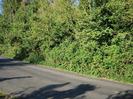 Road with trees and bushes on the far side.