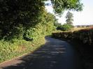 Road with bank of trees on left.
High hedge on right.
Houses visible on horizon to right.