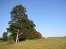 Open field with large trees and iron fence on the skyline.