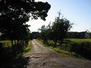 Entrance road to Poplar Farm.
Small trees on either side.
Farm buildings in the background.