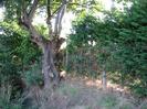 Fence and trees.