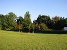 Grassy area with planted trees.
