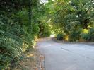 Road with trees on each side.