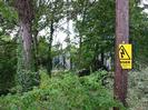 Trees and bushes with telephone pole and base of cellphone mast.