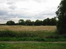 Grass verge and footpath with open field behind.
Trees in the distance and on right.