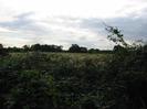 Bushes and brambles with open field beyond.
Line of trees in the distance.