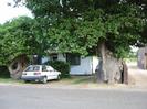 The Oaks: low white-painted house set behind two massive old oak trees.
Gravel driveway to the right.