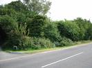 Road with bank of small trees on the far side