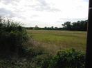 Hedge and field