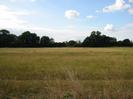 Field with trees in the distance.