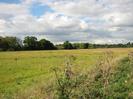 Field with row of trees in the background.
Dead cow-parsley in the foreground.