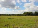 Grassy field with trees in the distance.