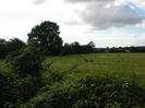 Hedge, grassy field, trees in the distance.