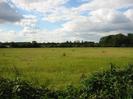 Grassy field with trees in the distance.