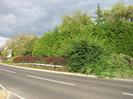 Road with high conifer hedge on the far side.