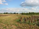 Rough grass with newly-planted trees.
Telephone poles and trees in the background.