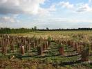 Group of newly-planted trees in protective enclosures.
Grassy field beyond with hedges and trees on the horizon.