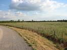 Wide path on left with grey chippings.
Scrubby grass slope down to row of new trees along wire fence on right.
Trees on horizon.