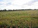 Scrubby field with post-and-wire fence in foreground.
Trees on horizon.