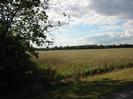 Trees on left.
Scrubby field with wire fence on right.
Trees on horizon.