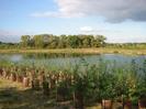 Group of newly-planted trees with river beyond.
Large trees in the background.