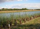 River with new planting in foreground.
Houses visible through trees in the background.