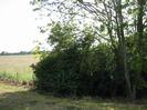 Trees and bushes with open field on left.