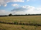 Line of new planting along wire fence with scrubby field beyond.
Trees on horizon.