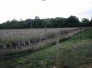 Wire fences with newly-planted trees and field beyond.
Electricity pole in field.
Trees in background.