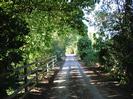 Narrow lane with wooden fence and trees.