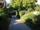 Narrow lane with bushes and trees on each side.