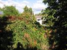 Bushes and trees with part of house visible beyond.