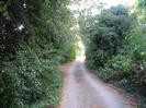Looking west on Amerden Lane.
Bushes and trees on each side.