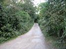 Looking west on Amerden Lane.
Narrow road with trees each side.