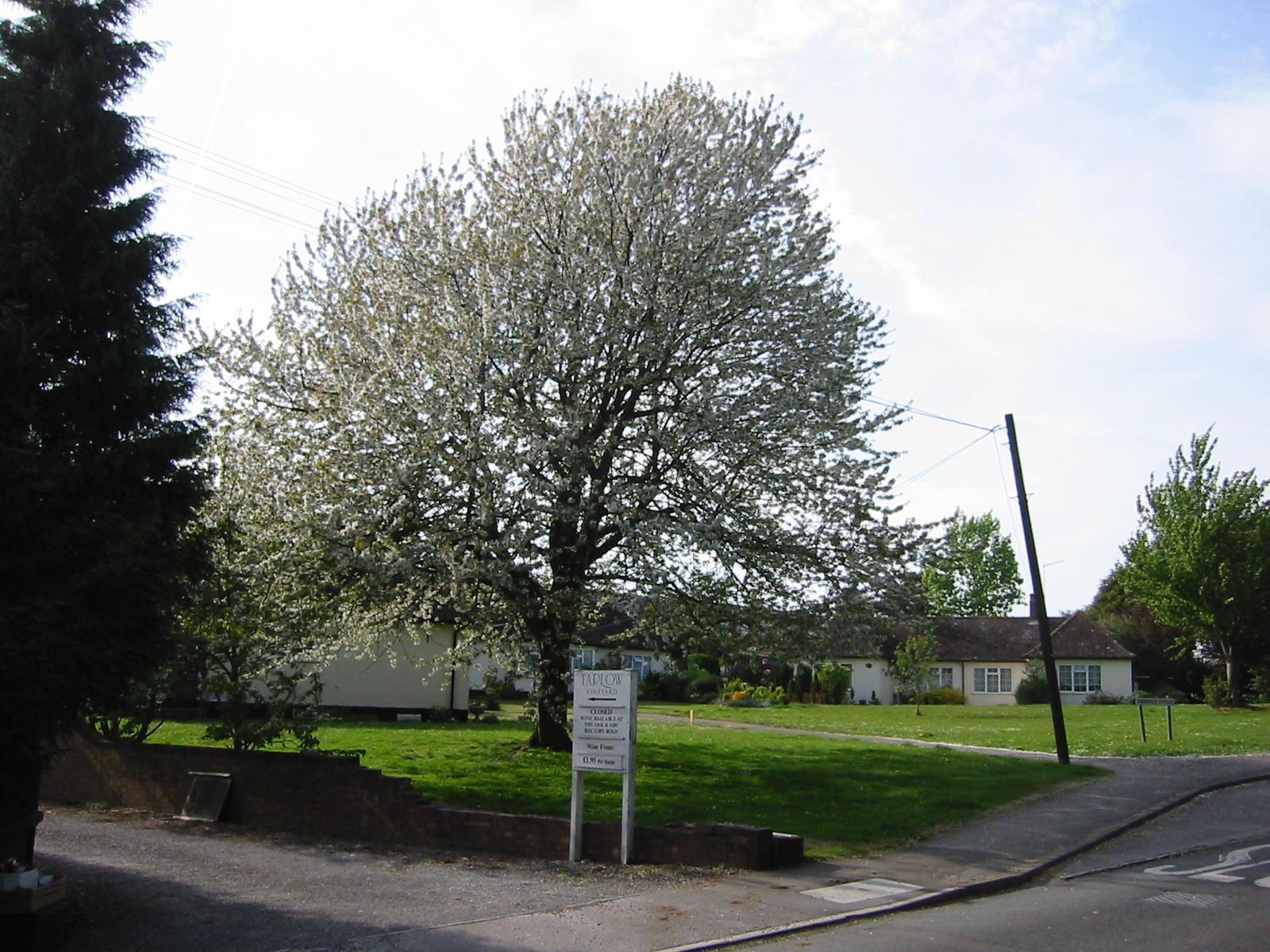 Taplow: On Hill Farm Road opposite vineyard entrance