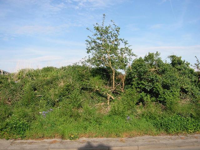Photograph img_0957.jpg
