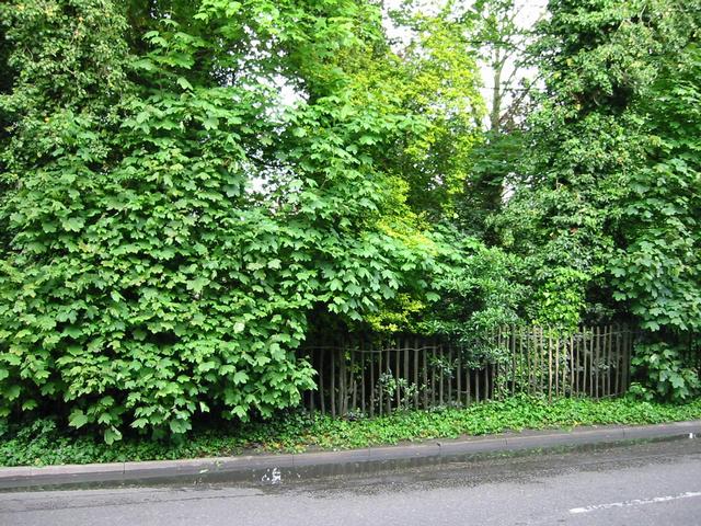 Photograph img_1378.jpg