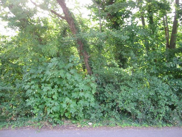 Photograph img_2534.jpg