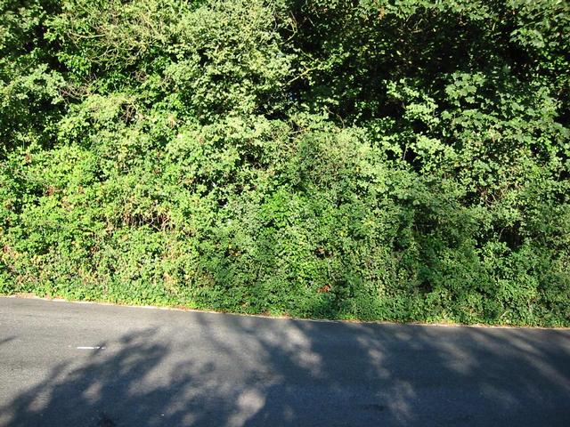 Photograph img_2870.jpg