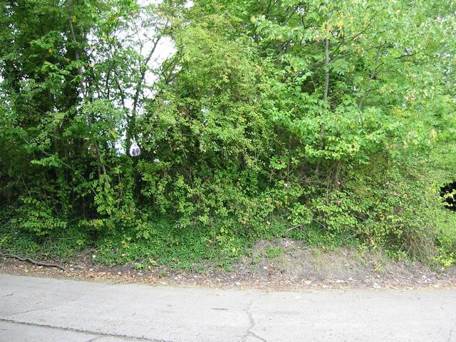 Photograph img_3050.jpg