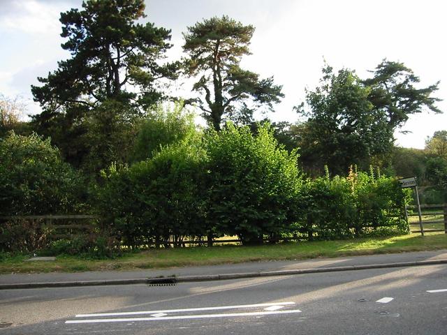 Photograph img_3385.jpg